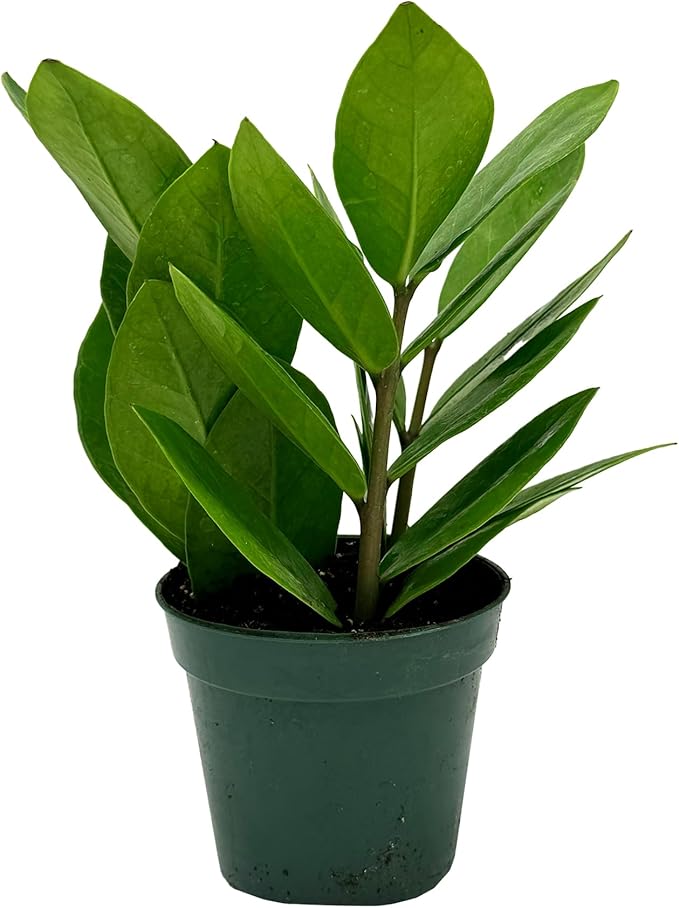Live ZZ Plant - Zamioculcas zamiifolia - ragnaroc Tropical Plant 6-12” Tall - 1ct - Live Arrival Guaranteed - House Plants for Home Decor & Gift