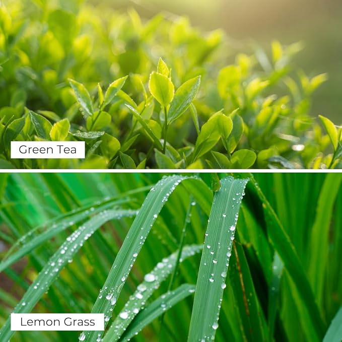 Classic Green Tea Lemongrass Reed Diffuser Set - Decorative Fragrance Diffuser & Oil for Bathroom & Home | Long-Lasting Aroma | Natural Scent Sticks | Essential Oils, Botanicals| 100mL