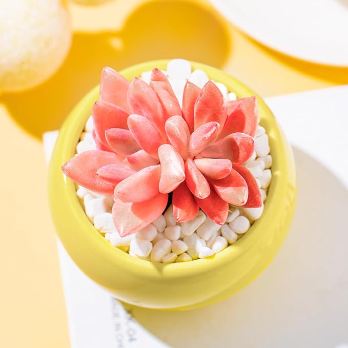 Graptoveria Ruby Donna Rare Live Succulent Plants, Mini Pink 1 Head 2" Live Plant, Package Without Pot & Soil, Garden Indoor Office Desk Wedding Party Baby Shower Decoration, Friend Plant Lovers Gifts