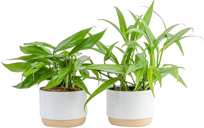 Costa Farms Live Pothos Plants in Decorative Pots, Easy to Maintain Vining Plant, Air Purifying Indoor Houseplants, Room or Office Decor, House Warming Gift, 12-14 Inches Tall, Pack of 2