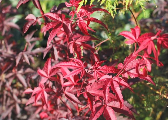 Little Red Dwarf Japanese Maple- Brick Red Leaves on a Tight Compact Maple 2 - Year Live Plant