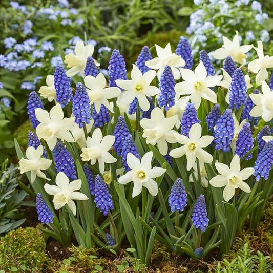 Eden Brothers Snow Baby Daffodil & Muscari Collection