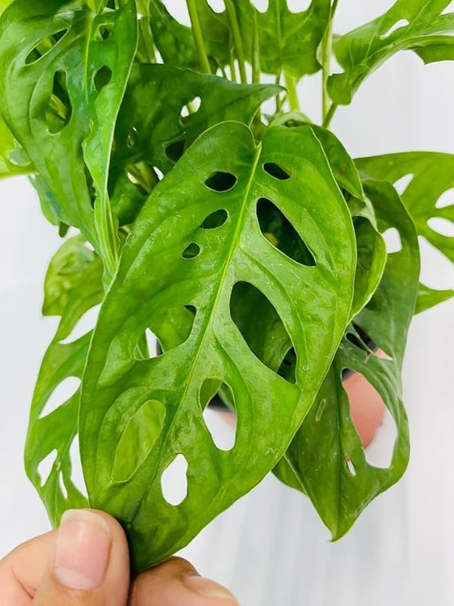 Monstera Swiss Cheese - Live Plant in a 4 or 6 Inch Growers Pot, Live Indoor, Easy to Grow, Easy to Care, and Low Maintenance Houseplant by Coollectiveplants (6" Pot)