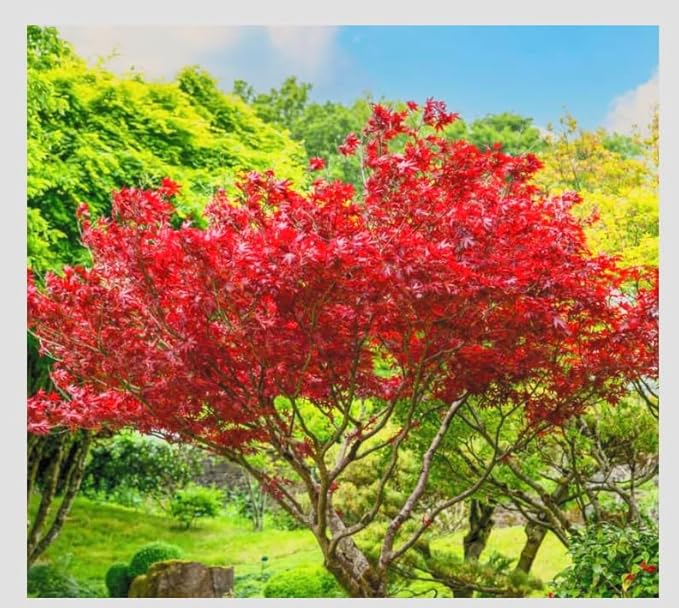 BLOODGOOD Red Japanese Maple Tree - 2 Year Live Plant - Acer palmatum 'Bloodgood'