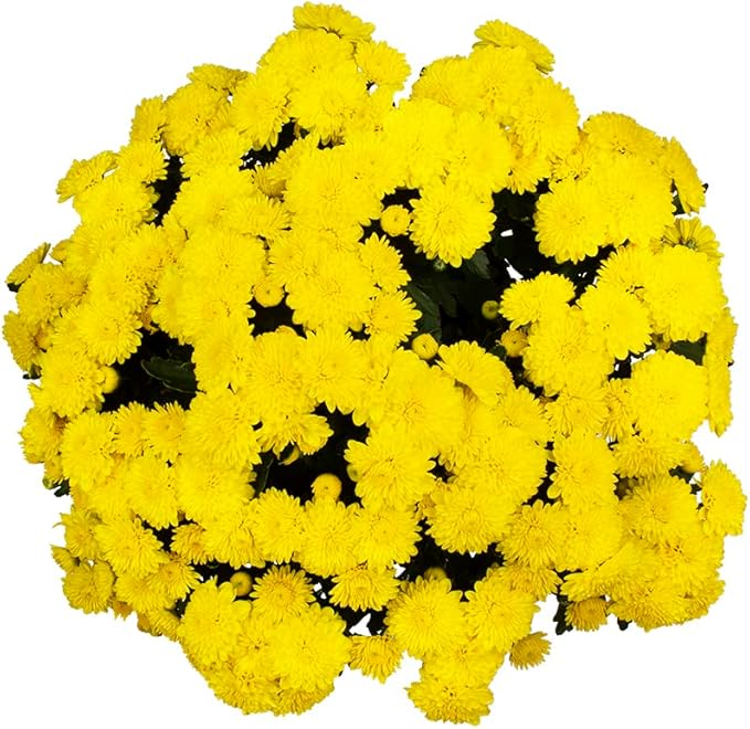 1G Yellow Mum Plant, Chrysanthemum Flowers Gardening Fall Decor, Mums Plants Live, Fall Decorations Outdoor, Housewarming Gift Ideas, Real Live Plants Indoor Plants Live Houseplants By Plants for Pets
