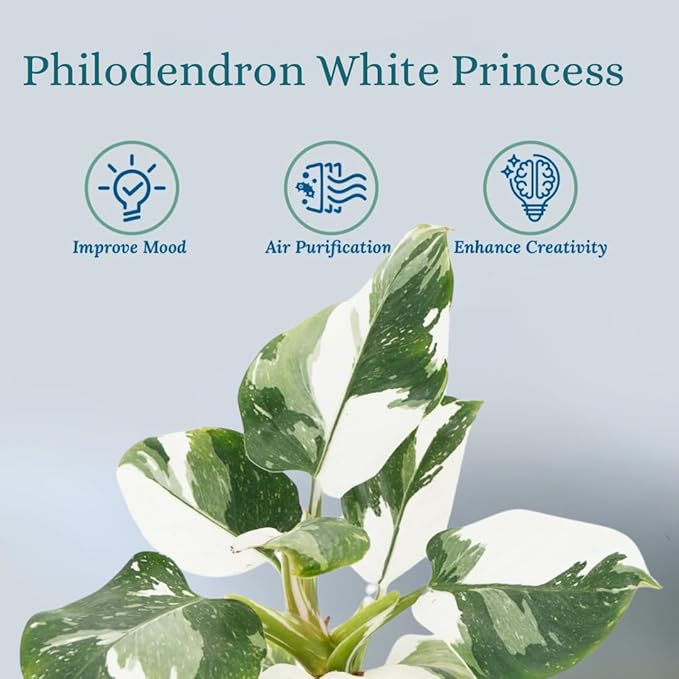 Rare White Princess Philodendron - Live Plants: Indoor Plants, Elegant White Princess Plant, Plants Live Houseplants, Rare Live Plants Indoor