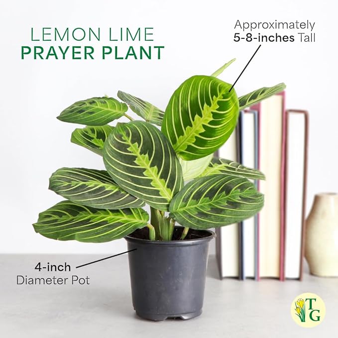 Thorsen's Greenhouse Lemon Lime Prayer Plant, Live Indoor Plant, Pet Friendly, Attractive Houseplant, Lemon Maranta, Natural Air Purifier, Easy to Grow, 4" Diameter Pot (Copper)