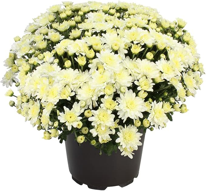 1G White Mum Plant, Chrysanthemum Flowers Gardening Fall Decor, Mums Plants Live, Fall Decorations Outdoor, Housewarming Gift Ideas, Fresh Live Plants Indoor Plants Live Houseplants By Plants for Pets