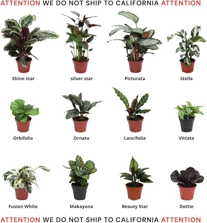 Calathea Assorted 4" pots: Grower's Pick, Indoor Plants, Easy Care Houseplant, Starter Plant,Live Indoor, Easy to Grow - Beginner Plant by Coollectiveplants (6 Pack)