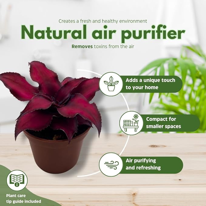 BubbleBlooms Cryptanthus bivittatus Assortment, Earth Star Bromeliad Set, 3 Different Succulents