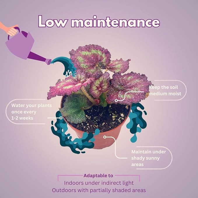 BubbleBlooms Harmony's Begonia Rex Assortment, Warm Summer Colors in a 4 inch Pot Set of 5