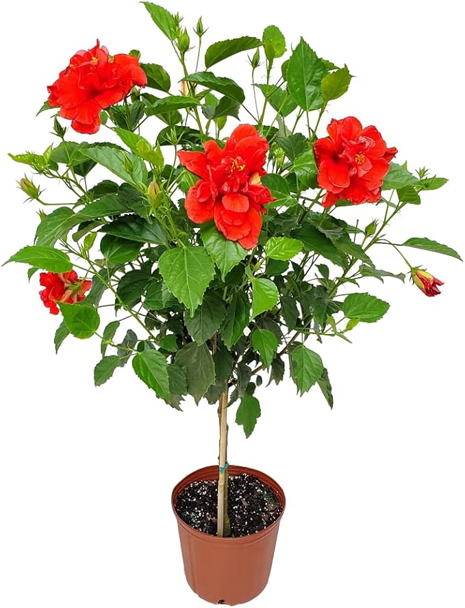 Live Hibiscus Plant - Tropical Flowering Tree - Red Double Flower - Overall Height 38" to 44" - Tropical Plants of Florida (Plant Only)
