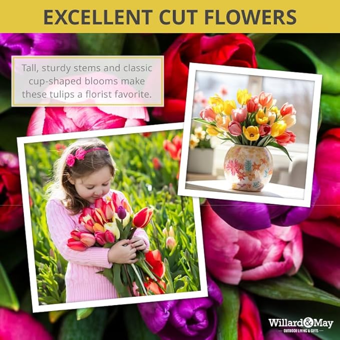 35 Mixed Tulip Bulbs – Assorted for Spring Color – Perfect for Beds, Borders & Containers – Bulk Pack of Flowers for Spring – Easy Fall Planting - Live Garden - Bulb Size 11/12cm - Willard & May