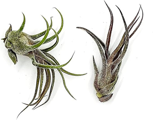 Air Plants - Tillandsia Pruinosa, Large 3-5" - 2ct - Live Arrival Guaranteed - House Plants for Home Decor & Gift