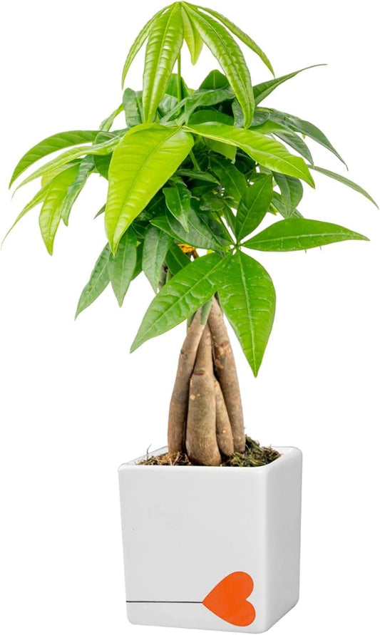 Costa Farms Money Tree Live Plant | 8-10 Inches Tall | Easy to Grow Indoor Houseplant in 2.5 Inch Plant Pot | Live Bonsai Home, Office, or Room Decor | Garden, Birthday, and Housewarming Gift