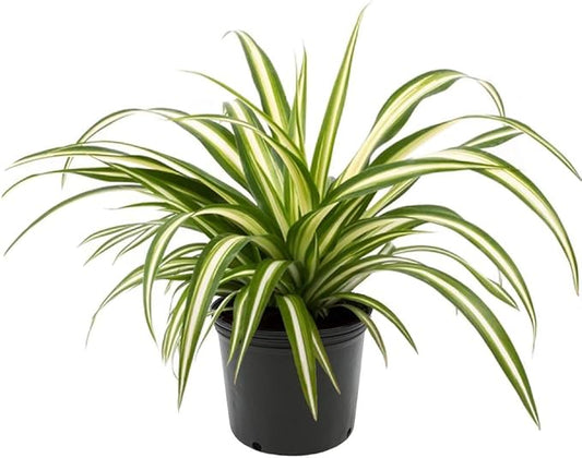 American Plant Exchange Spider Plant – 6-Inch Pot – Live Easy Care Indoor Houseplant, Air-Purifying, Pet-Friendly, Fast-Growing Trailing Plant for Home, Office & Hanging Basket Décor
