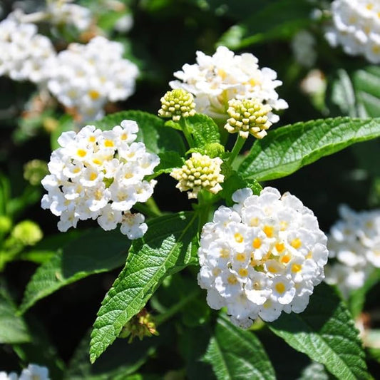 Pack 2 Lantana Live Plants Well Rooted, White Blooms Perennial, Lantana Shrub Starter 4-8 Inches
