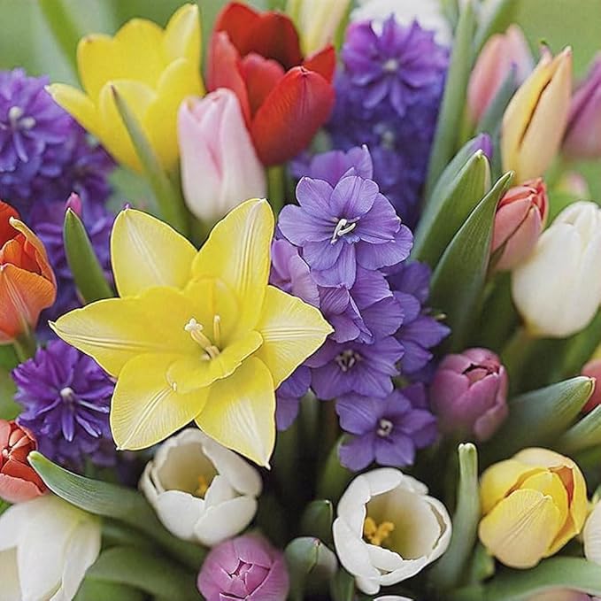 Complete Spring and Fall Flower Garden | 50 Fresh Bulbs | Bloom All Spring and Summer, Easy to Grow Flower Bulb, Indoor/Outdoor