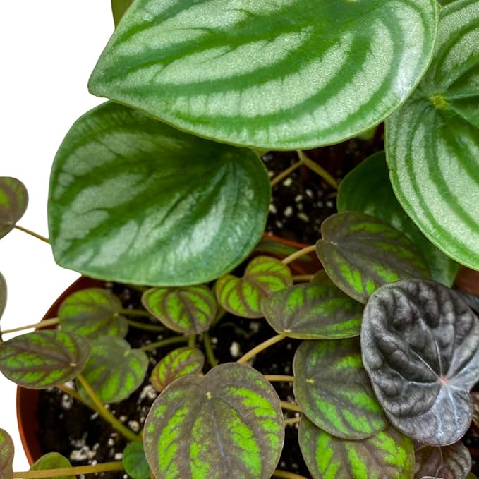 BubbleBlooms Peperomia Assortment Set, 4 inch pots, Set of 3, Watermelon, Marble, Ripple, Rosso, peppermill, Quito, Grower's Choice