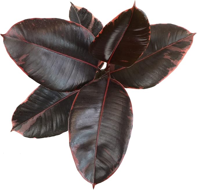 Variegated Ficus 'Ruby' Rubber Plant in 6" Grower Pot, Real Houseplants for Home or Office, Easy to Grow Live Houseplants by Plants for Pets