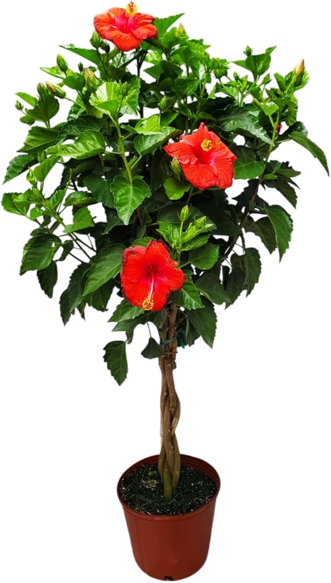 Braided Hibiscus Tree Live - Red President - Overall Height 38" to 44" - Tropical Plants of Florida (Plant Only)