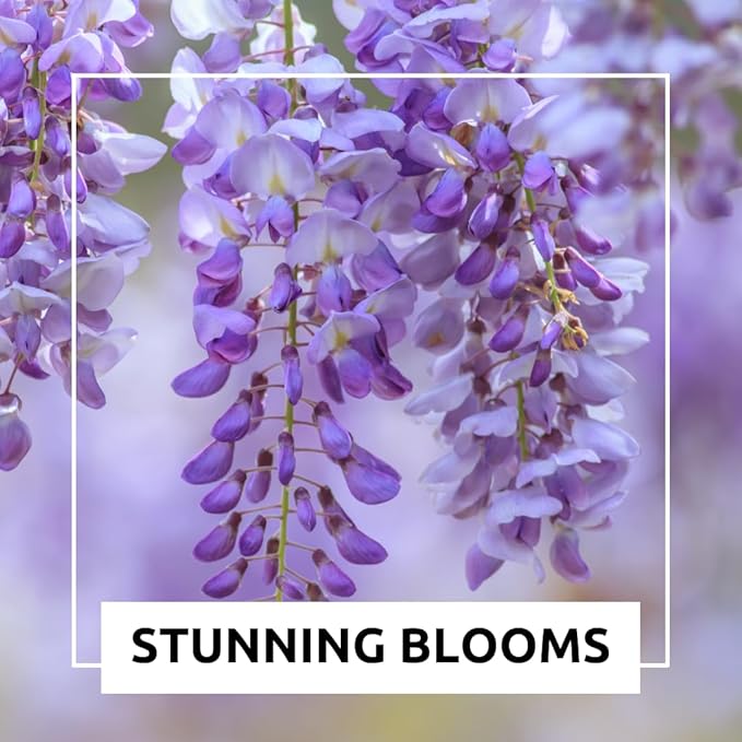 Chinese Wisteria Bonsai Tree Seedling for Planting - 1 Year Old Well Rooted Seedling