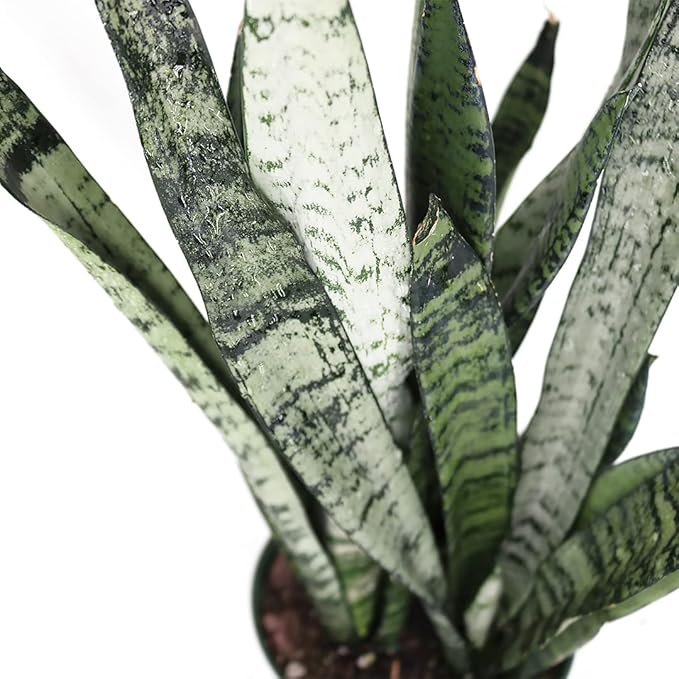 American Plant Exchange Snake Plant Bundle – Medium 6-Inch Pot Sansevieria Laurentii & Zeylanica, Low-Maintenance, Air-Purifying Live Houseplants for Home, Office, or Outdoor Garden Décor