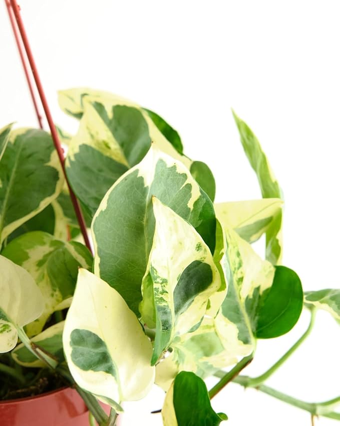 Shop Succulents Pothos Pearls & Jade, Live Indoor Plant, Low Maintenance Houseplant with Elegant Green and White Variegated Leaves, Home Decor, Office, and Room Enhancement, 6 Inch Nursery Pot