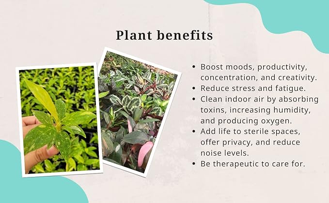 CoollectivePlants Monstera Swiss Cheese – Live Monstera Plant in 4″ Grower’s Pot, Easy Care Indoor House Plants Live and Low Maintenance Indoor Plant