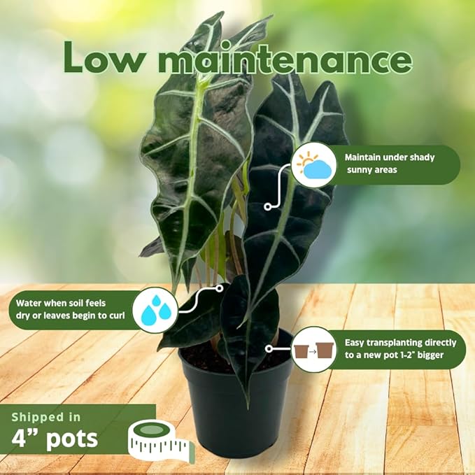 BubbleBlooms Alocasia Assortment Set, 6 Different Alocasias in 4 inch pots Grower's Choice