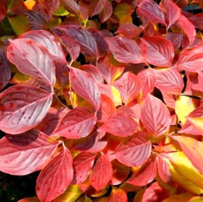 White Flowering Dogwood Tree - Huge 4 Inch Flowers - 2 to 3 Foot Live Plant
