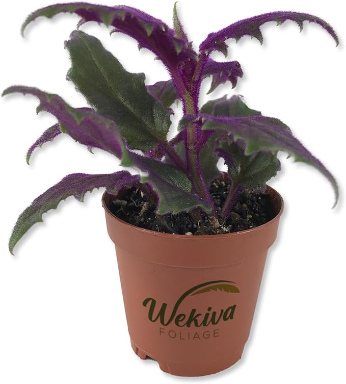 Purple Passion Plant - Royal Velvet Plant - Live Starter Plant in a 2 Inch Pot - Gynura Aurantica - Rare Indoor Houseplant