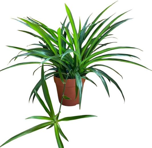 2 Live Spider Plants, Green Spider Plants Live House Plants for Gardening Indoor Outdoor, 4 Inc Pot