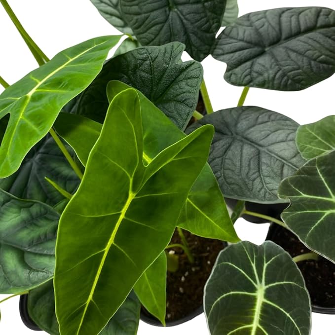 BubbleBlooms Alocasia Assortment Set, 6 Different Alocasias in 4 inch pots Grower's Choice