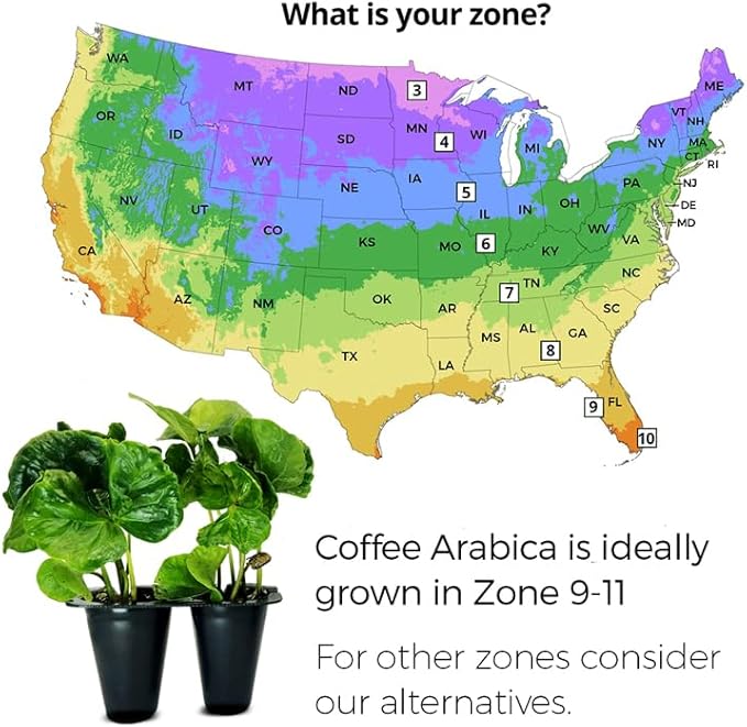 Coffee Plant Arabica Real Live Plant for Sale (12 Pack) | Coffee Lover's Dream | Easy to Grow Live for Planting | Grow Your Own Food on Your Edible Organic Garden |