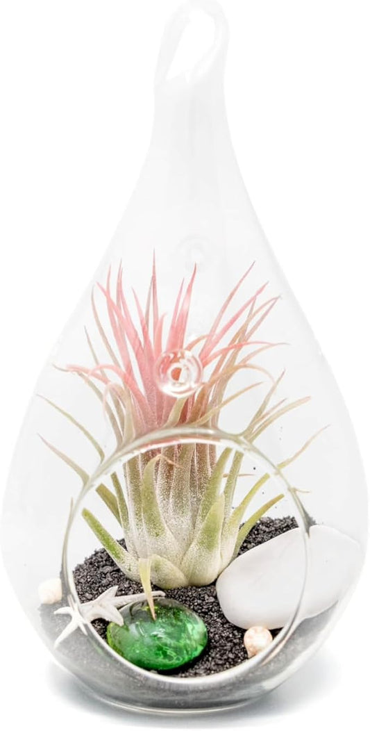 Glass Teardrop Beach Plant Terrarium - Air Plant, Sand, Starfish and Shell in Propagation Jar - Home and Garden Decor Plants Pot - Easy Care Indoor and Outdoor Plants Vase (1 Teardrop - Black Sand)