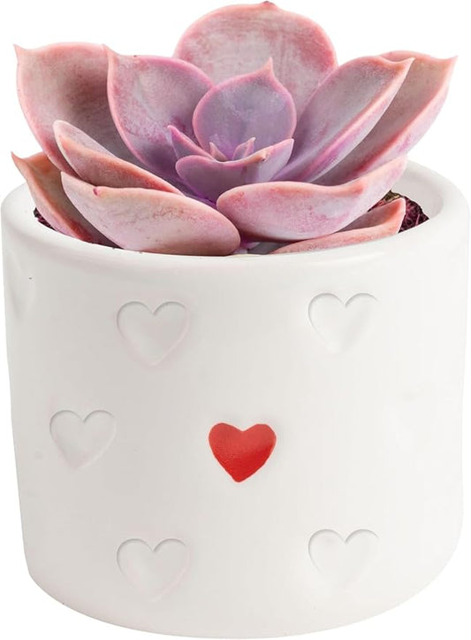 Costa Farms Mini Succulent Live Plant in Decorative Pot, Easy to Maintain Succulent Indoor Houseplant, Perfect for Home, Room, or Office Decor, Great House Warming or Birthday Gift, 2-3.5 Inches Tall