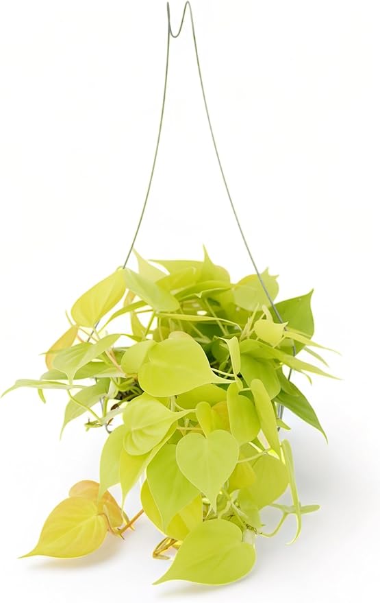 Neon Pothos Live Plant - Trailing House Plants, Hanging Plants Live Houseplants, Vibrant Green Leaf Live Plants, Pothos Live Houseplants