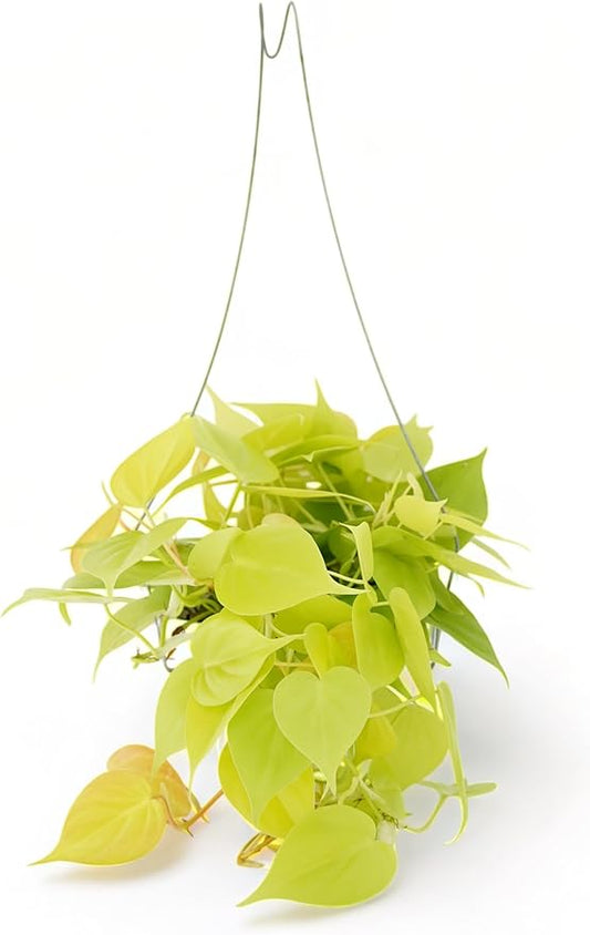 Neon Pothos Live Plant - Trailing House Plants, Hanging Plants Live Houseplants, Vibrant Green Leaf Live Plants, Pothos Live Houseplants