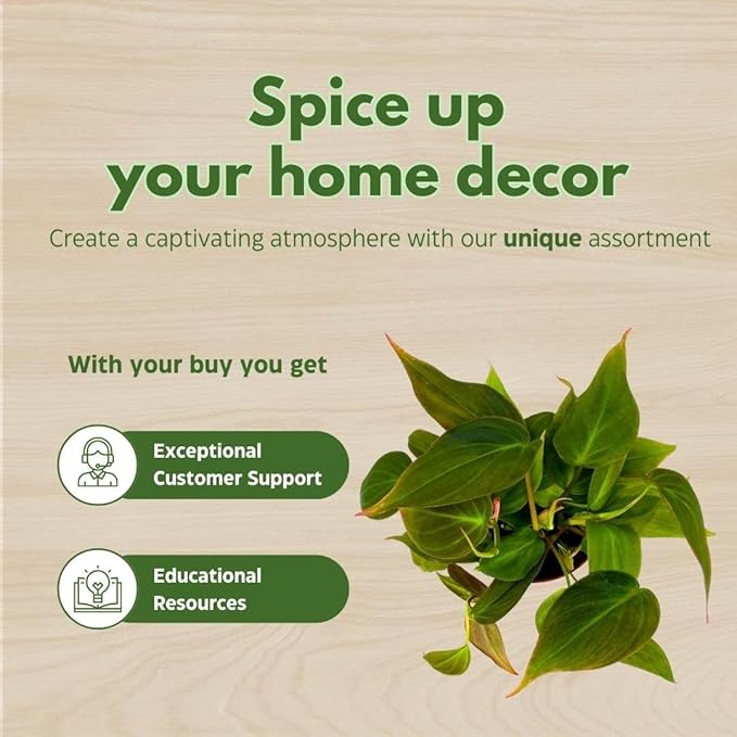 BubbleBlooms Philodendron Micans Hederaceum in a 4 inch Pot Heart-Leaf Philo, Sweetheart Plant