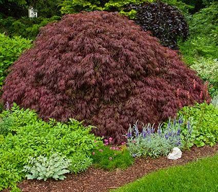 Crimson Queen Weeping LACE Leaf Japanese Maple - Acer palmatum dissectum 'Crimson Queen' 2 - Year Plant