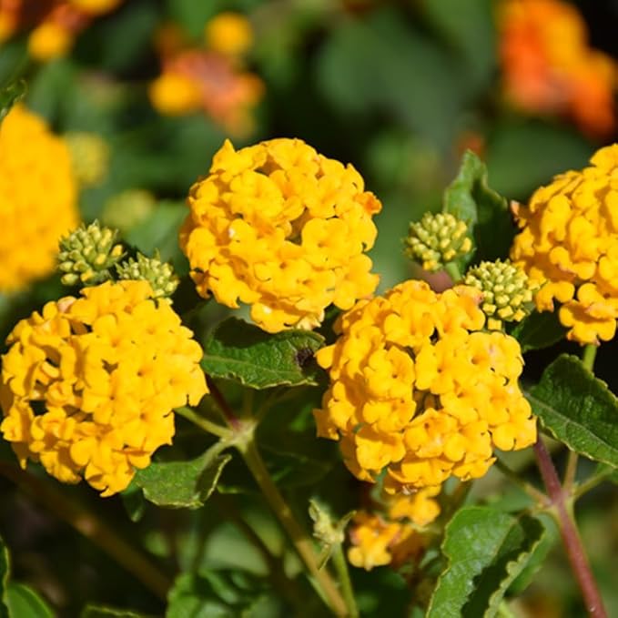 Pack 2 Lantana Live Plants Well Rooted, Yellow Blooms Perennial, Lantana Shrub Starter 4-8 Inches