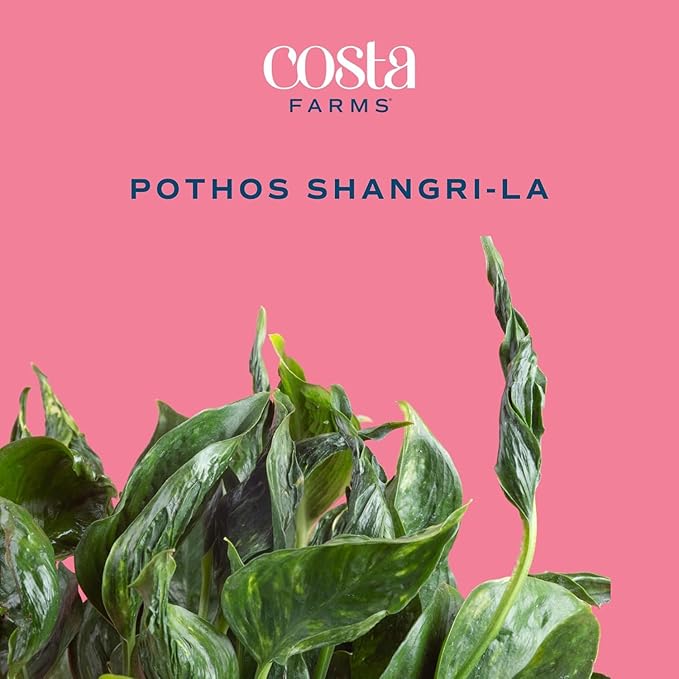 Costa Farms Shangri-La Pothos Live Plant in Self Watering Pot, Air Purifying Indoor Houseplant, Perfect for Home, Room, or Office Decor, Great House Warming or Birthday Gift, 12-22 Inches Tall