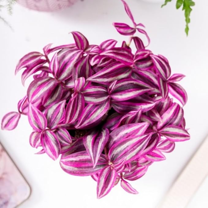 Pink Wandering Jew Live Plant, Tradescantia Zebrina Live Plant Indoors Outdoors, Purple Pink Paradise Leaves, Air Plant for Home and Office, 2" Pot