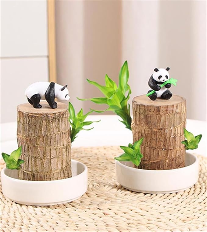 Brazilian Lucky Wood Plant, Easy to Maintain Brazilian Lucky Wood, Suitable for Indoor, Bedroom, Kitchen, Office Desk, Outdoor, Garden and Other Decorations (2A)