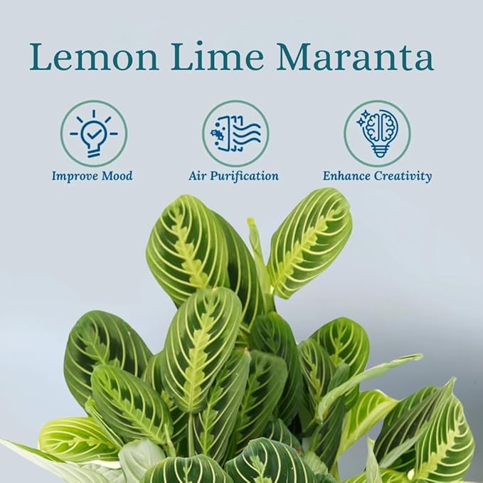 Lemon Lime Maranta Live Plant -Indoor House Plant - Prayer Plant - Low Light Houseplants - Plants Live Houseplants Low Maintenance - 6" Pot