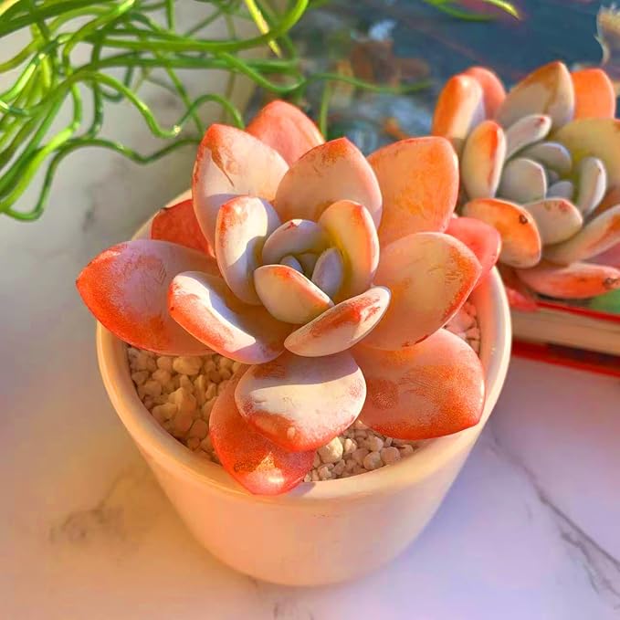 FWPP Live Succulents Plants Echeveria Laui 2.5 inches,Rare red Succulents Bare Root Without Pot Soil, Live Plants Indoor Office Decoration Wedding and Gift