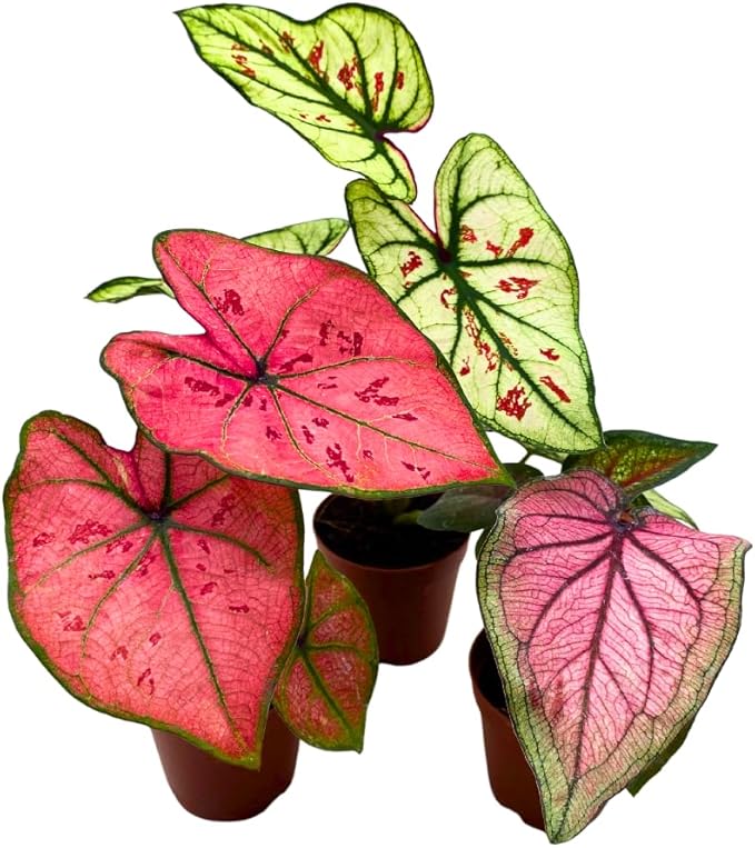 BubbleBlooms Caladium Assortment in 2 inch Pots Set of 3
