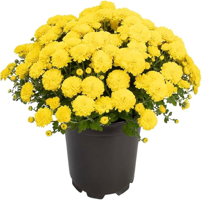 1G Yellow Mum Plant, Chrysanthemum Flowers Gardening Fall Decor, Mums Plants Live, Fall Decorations Outdoor, Housewarming Gift Ideas, Real Live Plants Indoor Plants Live Houseplants By Plants for Pets