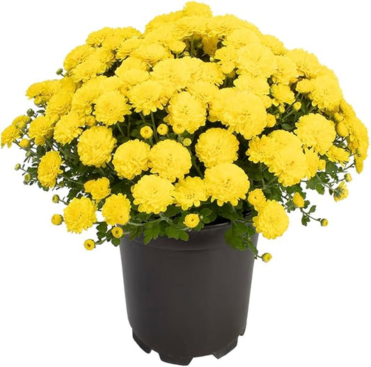 1G Yellow Mum Plant, Chrysanthemum Flowers Gardening Fall Decor, Mums Plants Live, Fall Decorations Outdoor, Housewarming Gift Ideas, Real Live Plants Indoor Plants Live Houseplants By Plants for Pets